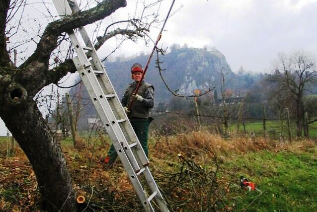 Baum- und Streuobstpflege