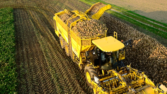 Roder für Zuckerrüben